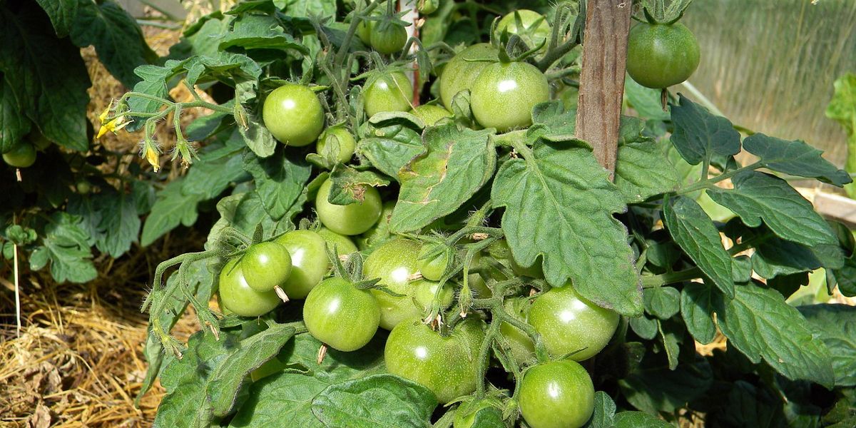 Как работает и для чего нужна система автоматического капельного полива для теплицы — Информационные статьи — Газон Сервис Irrigation