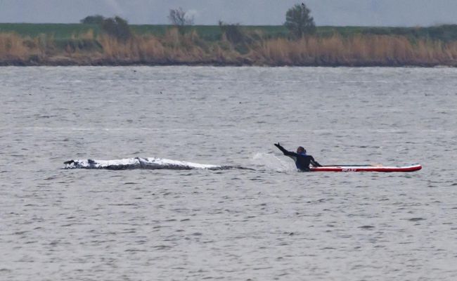 Спасение горбатого кита Тимми на Балтике: люди придумали снабдить его GPS-датчиком