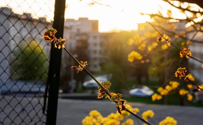 Нарва приходит в себя от угара