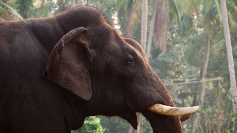 Неоправданная ярость: два человека растоптаны слонами вблизи индийских храмов