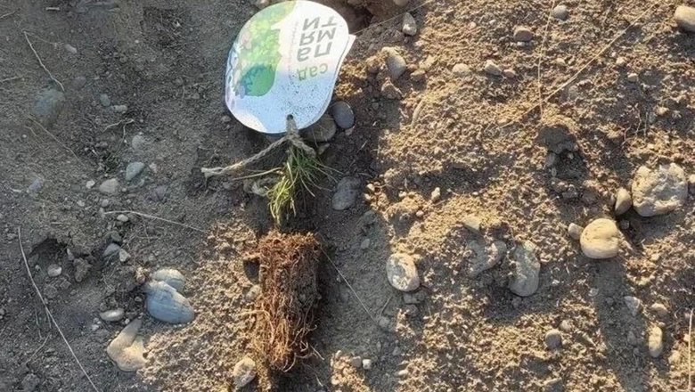 В Хакасии уничтожили сосны, высаженные в память о погибших в ВОВ